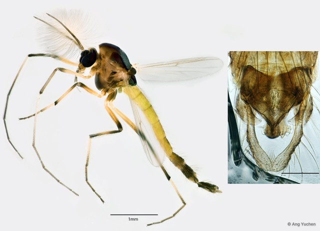 Dicrotendipes sp. "GC26"