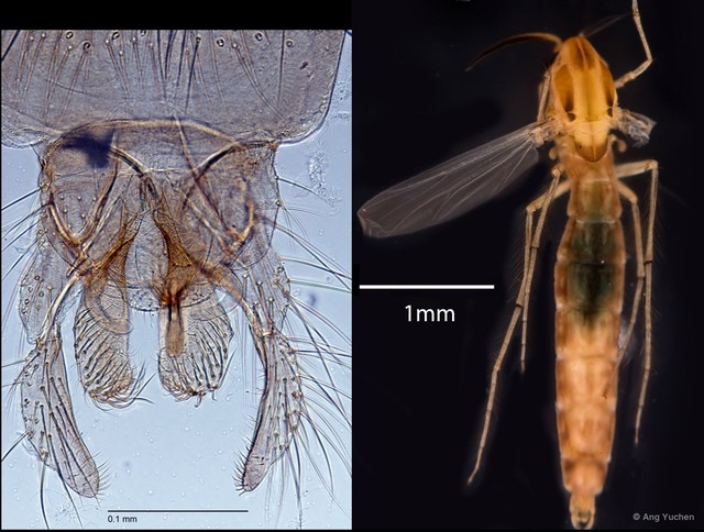 Kiefferulus sp. "GC10"
