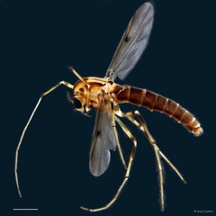 Kiefferulus sp. "GC10"