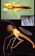 Kiefferulus tainanus • © Ang Yuchen • All Rights Reserved