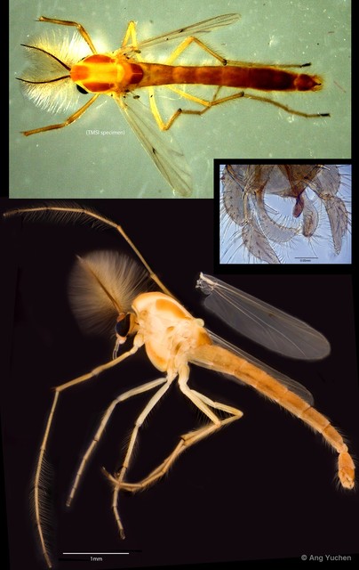Kiefferulus tainanus