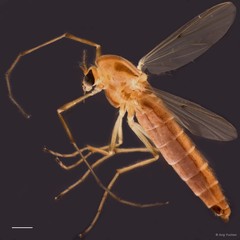Kiefferulus tainanus • © Ang Yuchen • All Rights Reserved