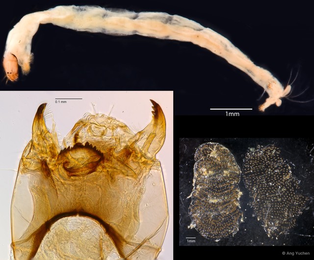 Kiefferulus tainanus