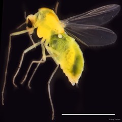 Microchironomus tener • © Ang Yuchen • All Rights Reserved