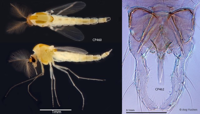 Microchironomus tener