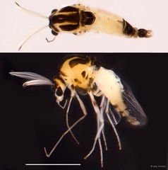 Nanocladius sp. "GC68" • © Ang Yuchen • All Rights Reserved