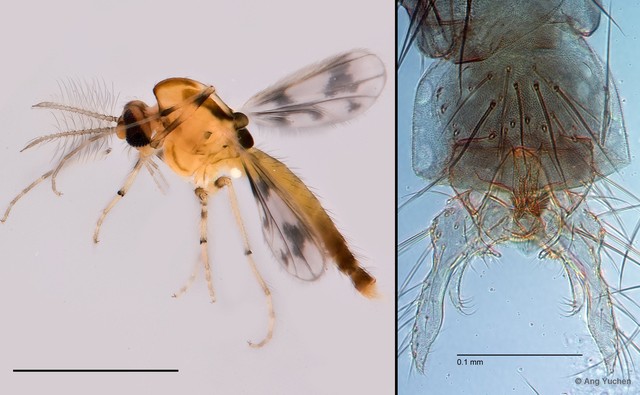 Nilothauma hibaraquarta