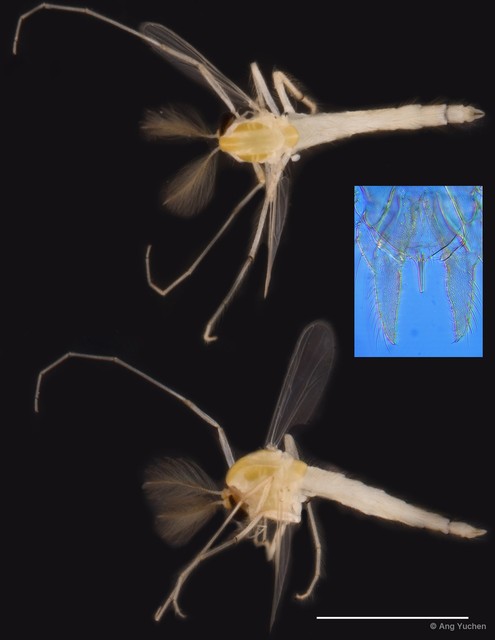 Parachironomus sp. "GC56" • © Ang Yuchen • All Rights Reserved