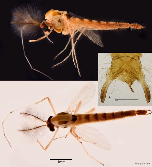 Paracladopelma sp. "GC45" • © Ang Yuchen • All Rights Reserved