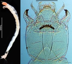 Paratanytarsus sp. "GC22" • © Ang Yuchen • All Rights Reserved