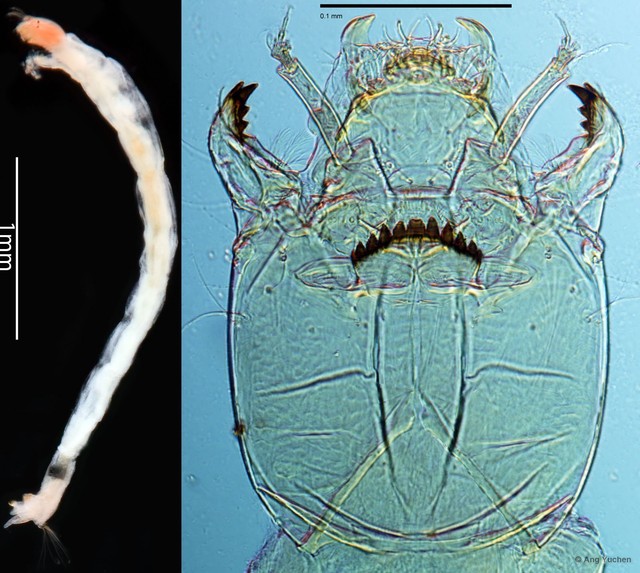 Paratanytarsus sp. "GC22" • © Ang Yuchen • All Rights Reserved