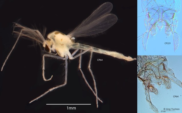 Paratanytarsus sp. "GC22"