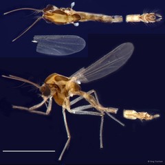 Paratanytarsus sp. "GC84" • © Ang Yuchen • All Rights Reserved