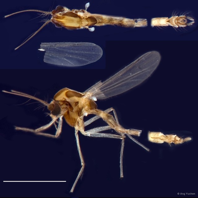 Paratanytarsus sp. "GC84"