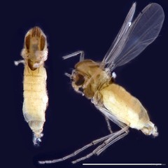 Paratanytarsus sp. "GC84" • © Ang Yuchen • All Rights Reserved