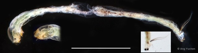 Pentapedilum nodosum • © Ang Yuchen • All Rights Reserved