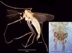 Pentapedilum nodosum • © Ang Yuchen • All Rights Reserved