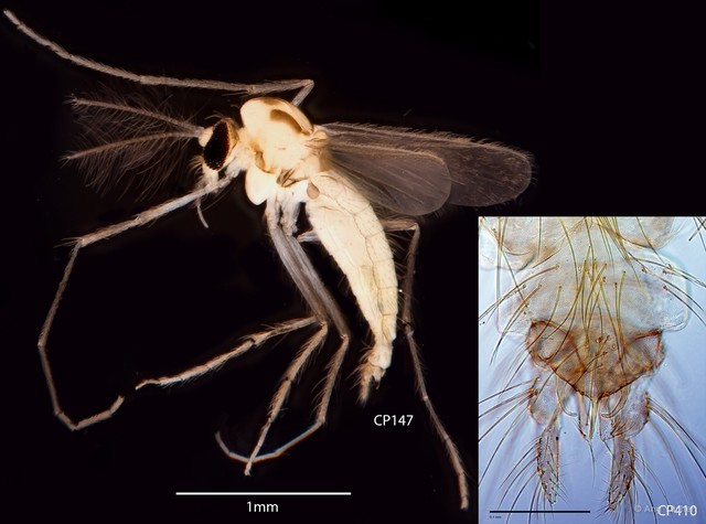 Pentapedilum nodosum