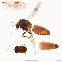 Polypedilum sp. "cf. griseoguttatum"