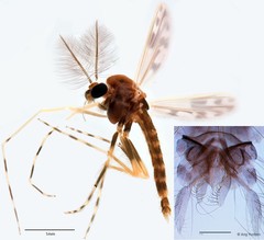 Polypedilum (Tripodura) griseoguttatum • © Ang Yuchen • All Rights Reserved