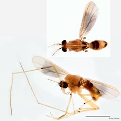 Polypedilum (Pentapedilum) johannseni • © Ang Yuchen • All Rights Reserved