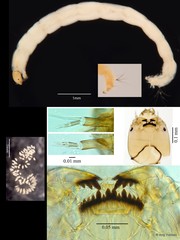 Polypedilum (Pentapedilum) johannseni • © Ang Yuchen • All Rights Reserved