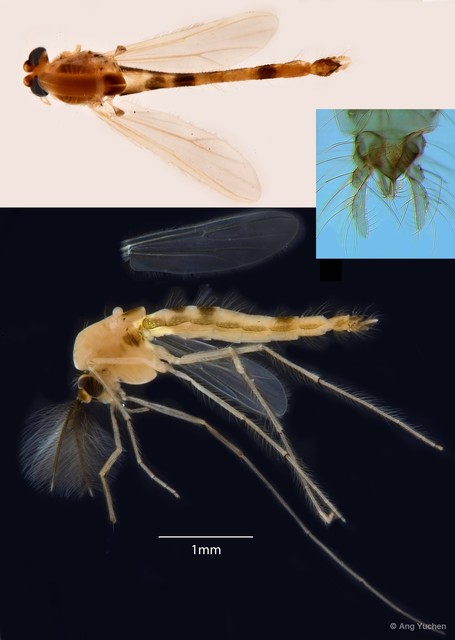 Polypedilum (Pentapedilum) johannseni