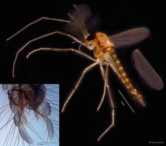 Polypedilum (Pentapedilum) leei • © Ang Yuchen • All Rights Reserved