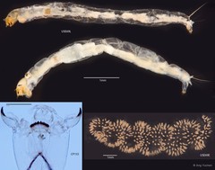 Polypedilum (Pentapedilum) leei • © Ang Yuchen • All Rights Reserved