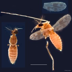 Polypedilum (Tripodura) masudai • © Ang Yuchen • All Rights Reserved