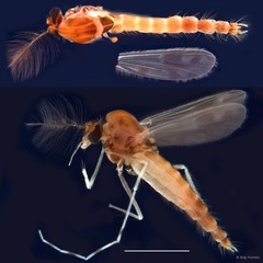 Polypedilum (Tripodura) masudai • © Ang Yuchen • All Rights Reserved