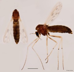 Polypedilum (Polypedilum) nubifer • © Ang Yuchen • All Rights Reserved
