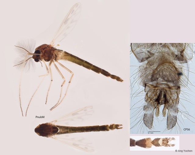 Polypedilum (Polypedilum) nubifer