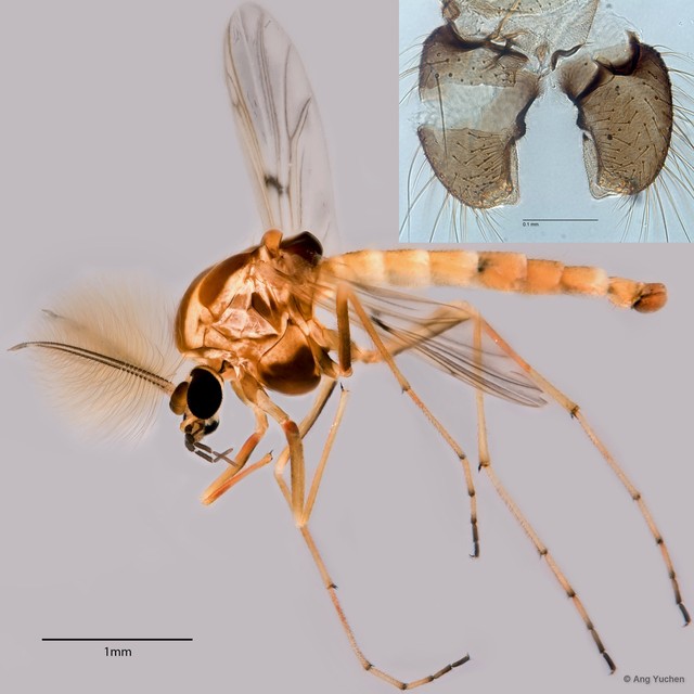 Procladius sp. "GC30"