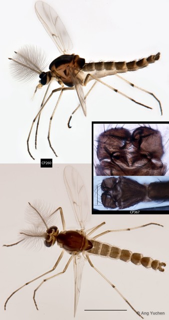Procladius sp. "GC48"