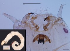 Procladius sp. "GC48"