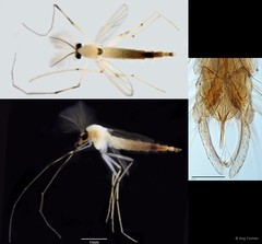 Stenochironomus sp. "GC59" • © Ang Yuchen • All Rights Reserved
