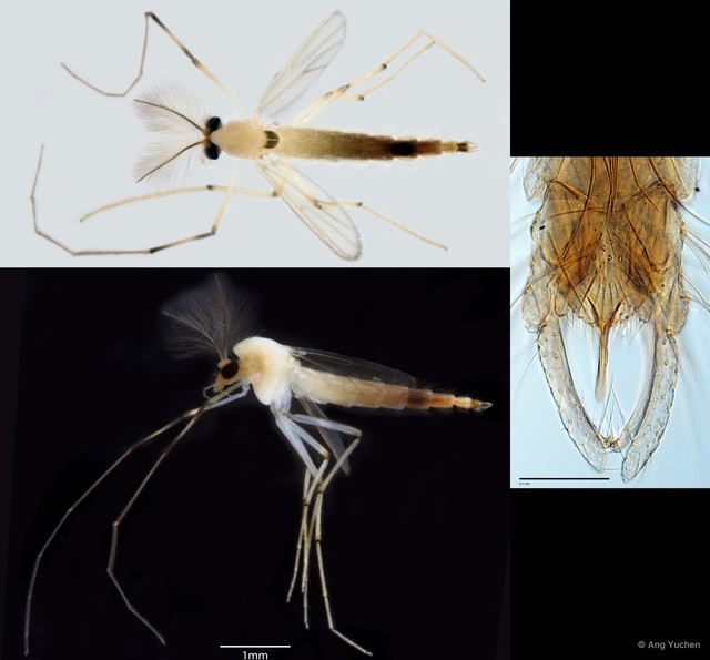Stenochironomus sp. "GC59"