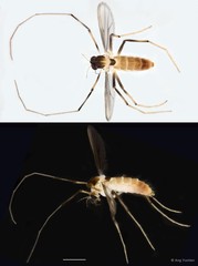 Stenochironomus sp. "GC59" • © Ang Yuchen • All Rights Reserved