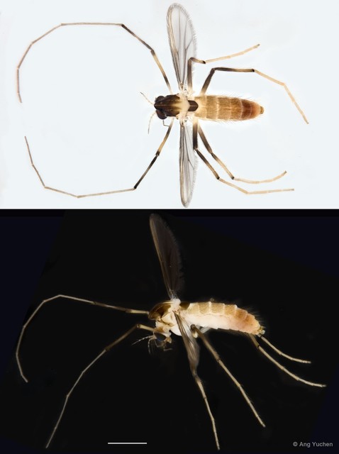Stenochironomus sp. "GC59" • © Ang Yuchen • All Rights Reserved