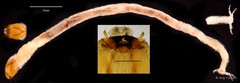 Stenochironomus tobaduodecimus • © Ang Yuchen • All Rights Reserved