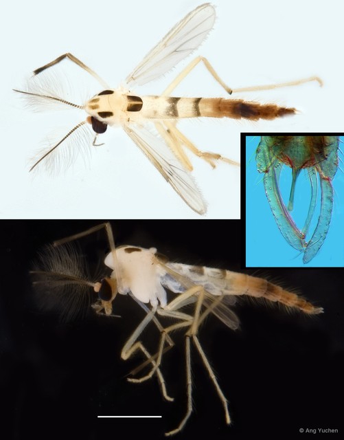 Stenochironomus tobaduodecimus