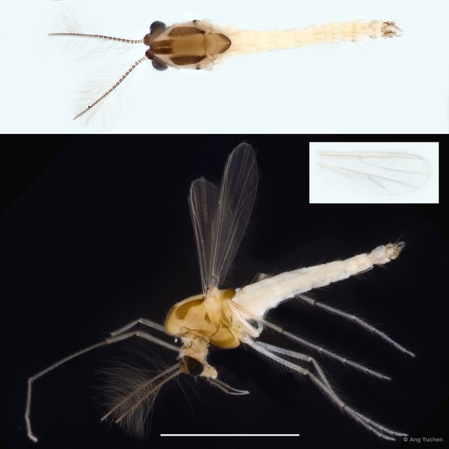 Tanytarsus sp. "GC40"