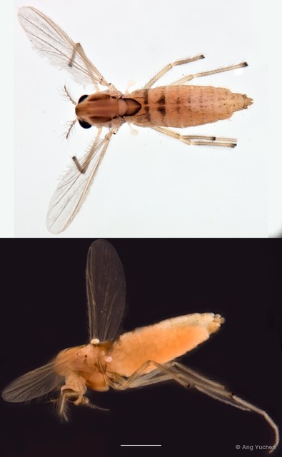 Tanytarsus formosanus • © Ang Yuchen • All Rights Reserved