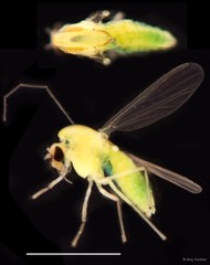 Tanytarsus infundibulus • © Ang Yuchen • All Rights Reserved