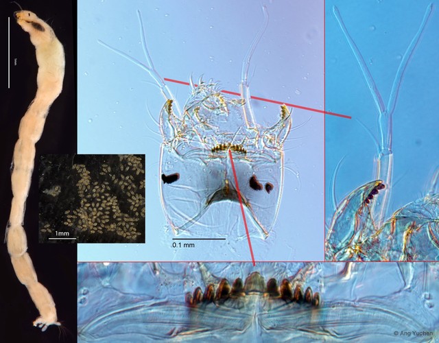 Tanytarsus oscillans