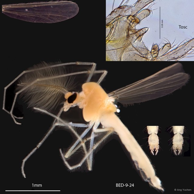 Tanytarsus oscillans