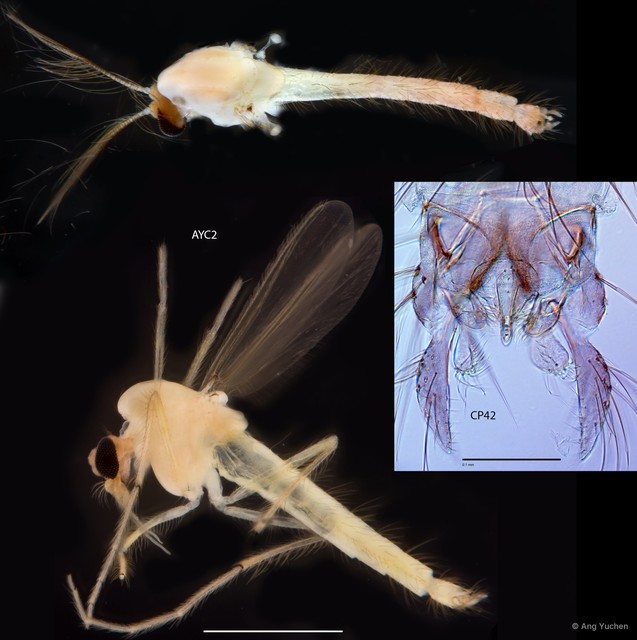 Tanytarsus ovatus