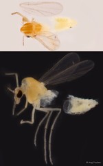 Tanytarsus ovatus • © Ang Yuchen • All Rights Reserved