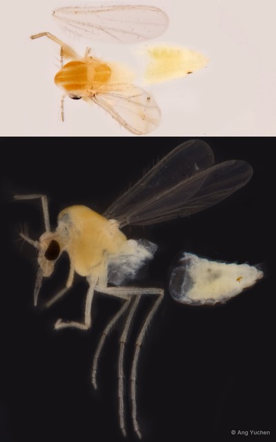 Tanytarsus ovatus • © Ang Yuchen • All Rights Reserved
